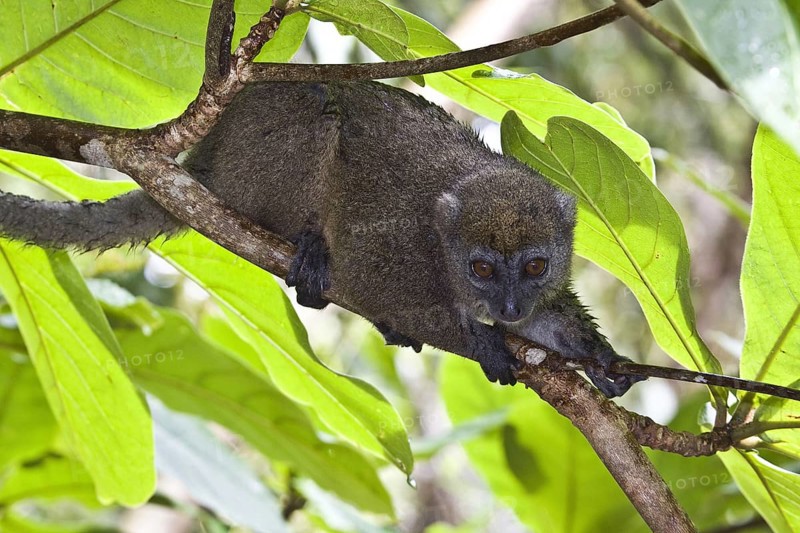 Eastern bamboo lemur
