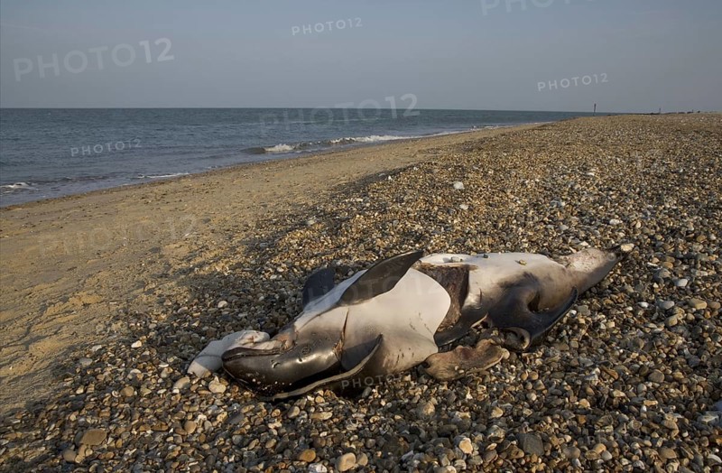 Harbour porpoise