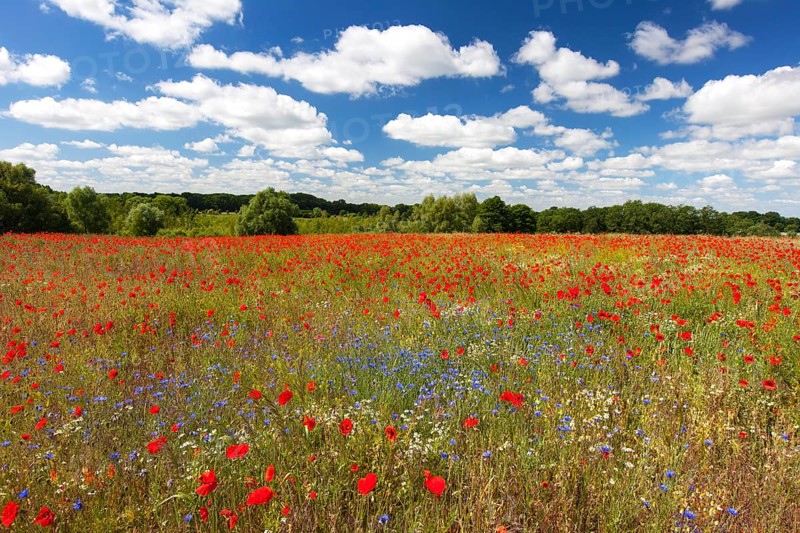 Corn poppies