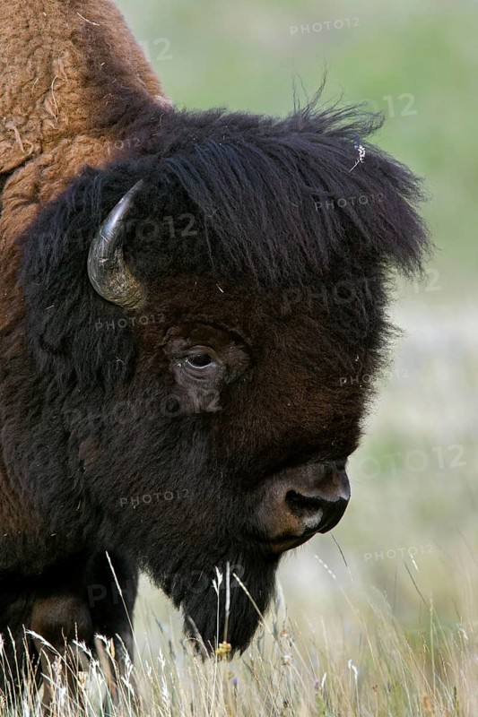 American bison