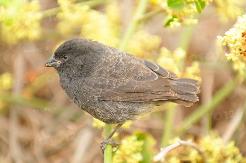 Small Ground Finch