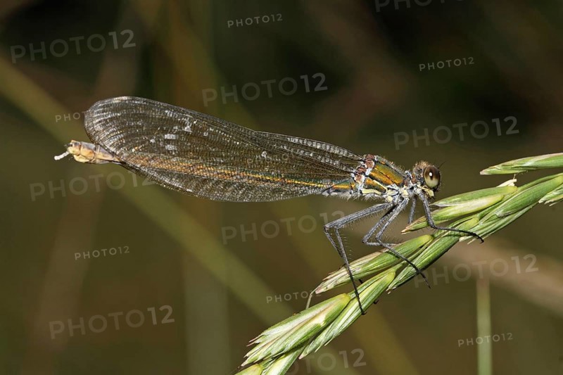 Banded demoiselle