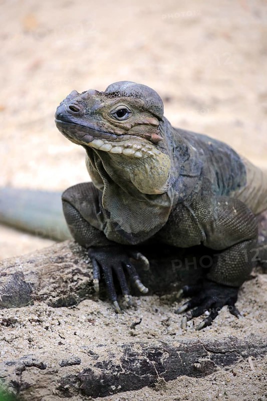 Rhinoceros iguana