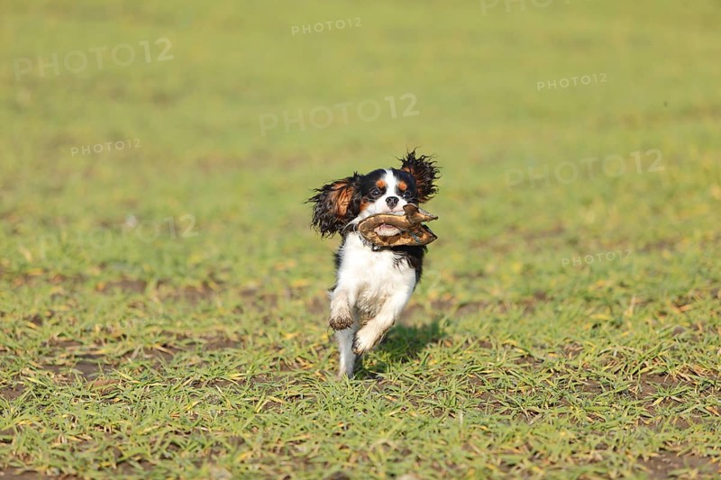 Cavalier King Charles Spaniel