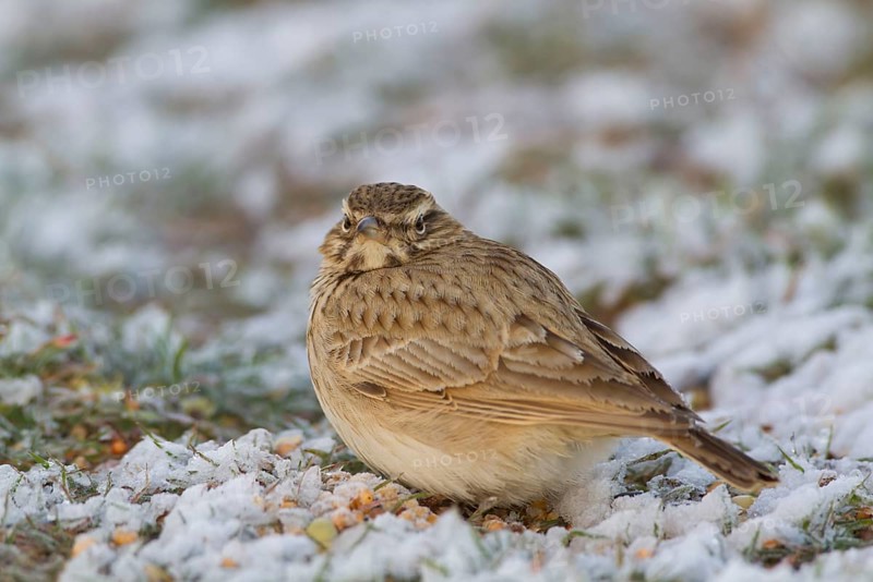 Crested Lark