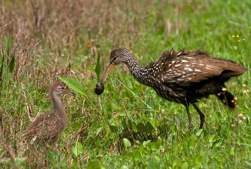 Limpkin crane