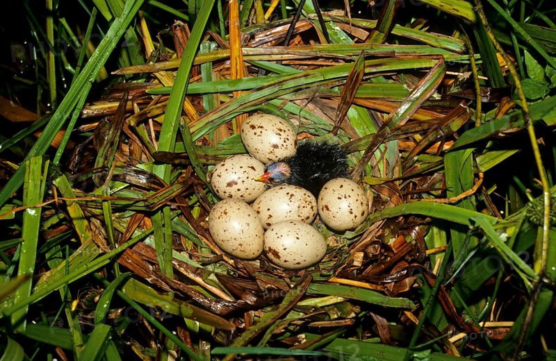 Moorhen