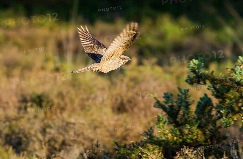 Eurasian european nightjar