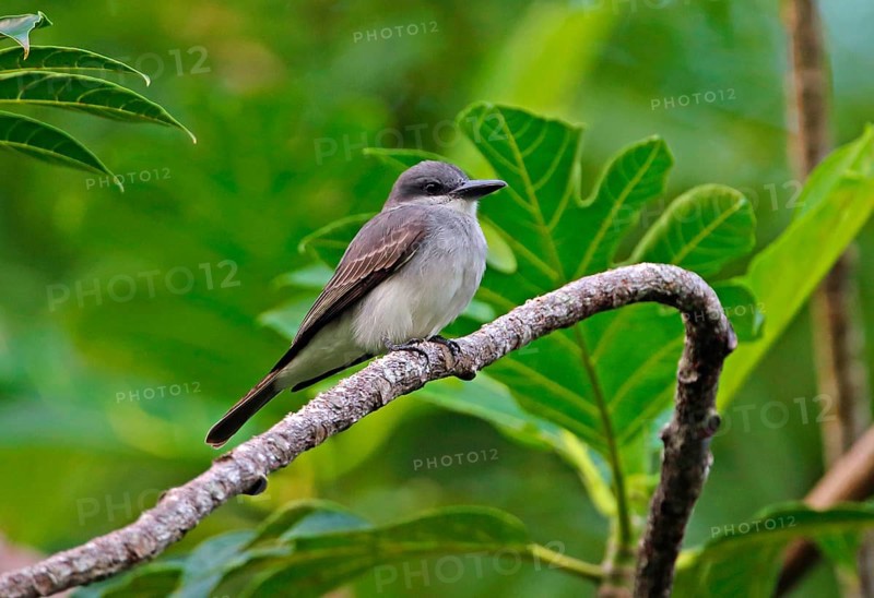 Grey Kingbird