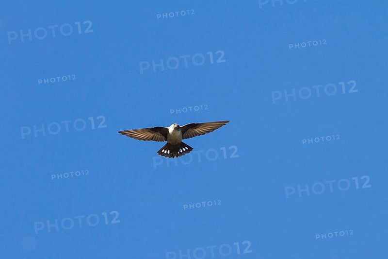 Eurasian crag martin