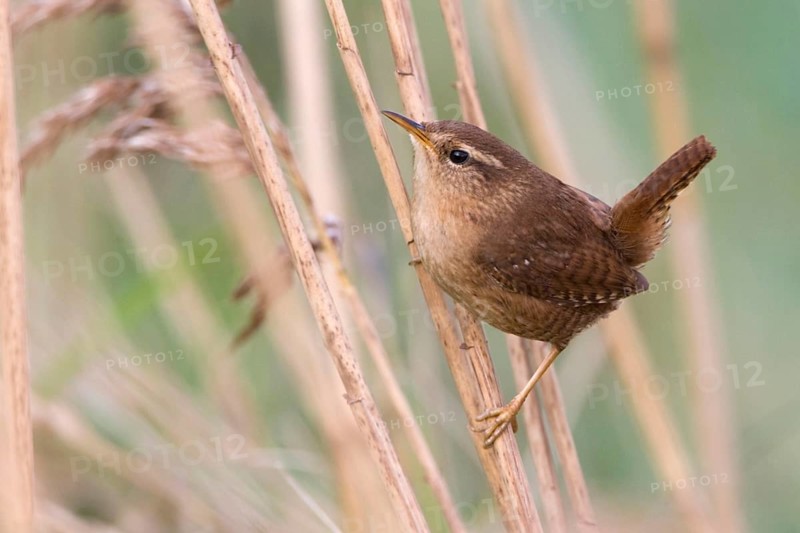 Winter Wren