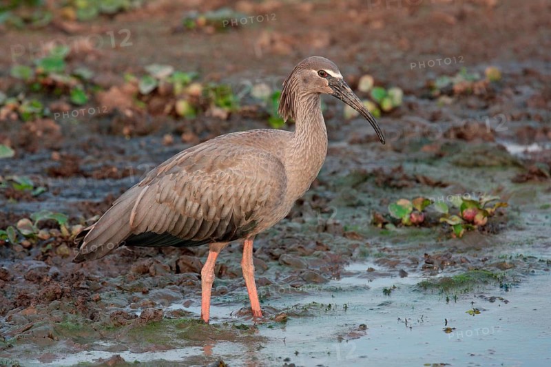 Plumbeous plumbeous ibis