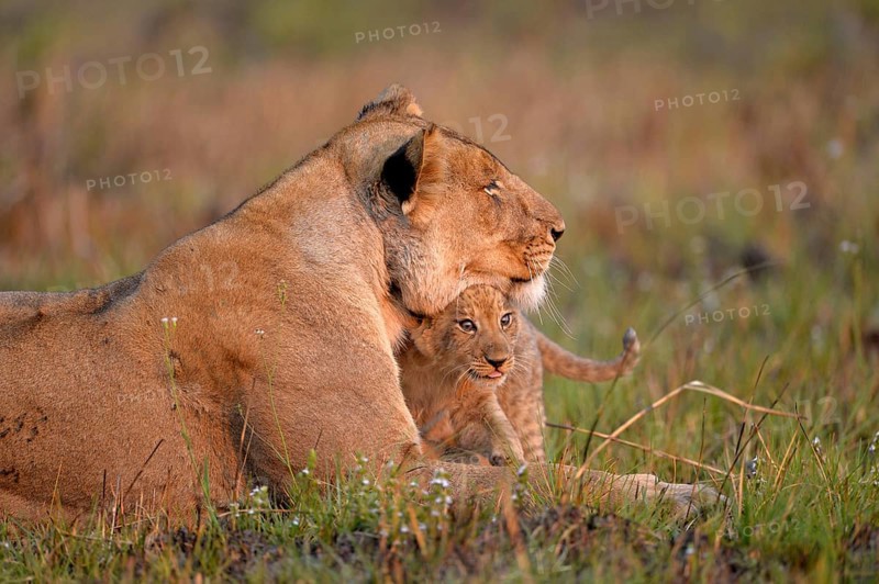 Angola lion