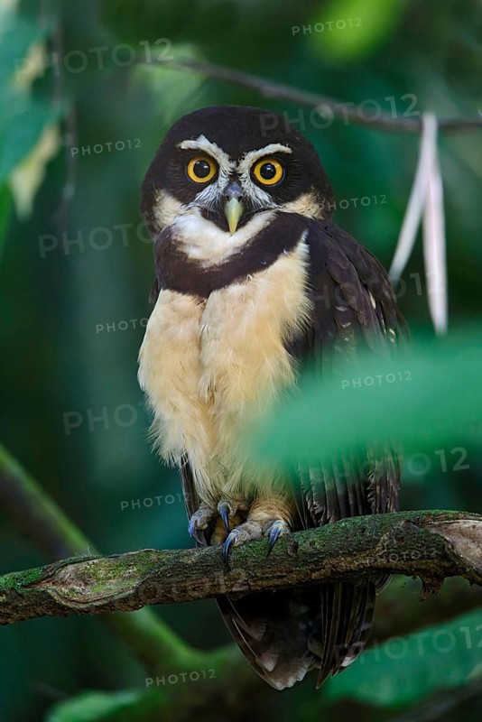 Spectacled Owl