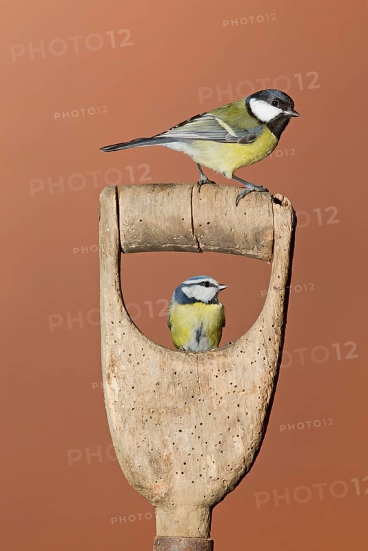 Great Tit
