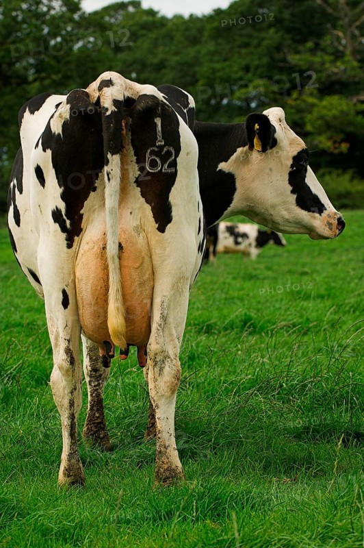 Domestic cattle