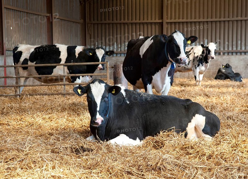 Domestic Cattle