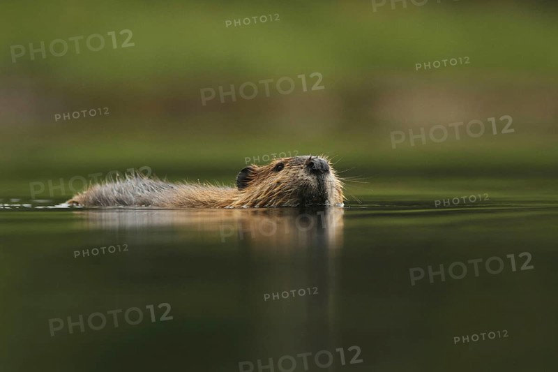 American Beaver