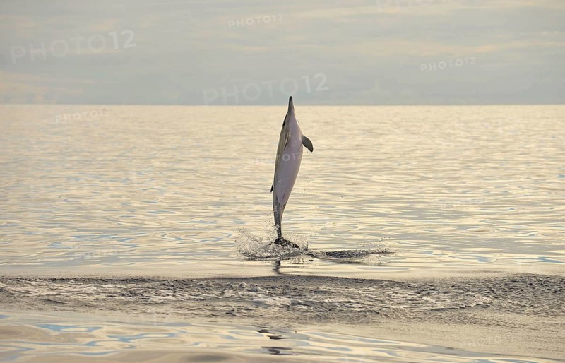 Short-beaked Common Dolphin