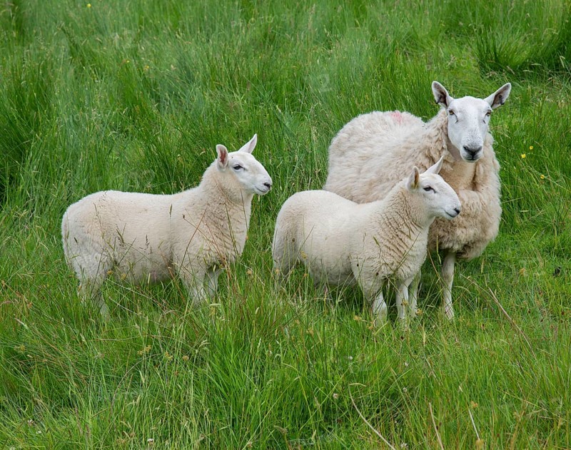 Domestic Sheep