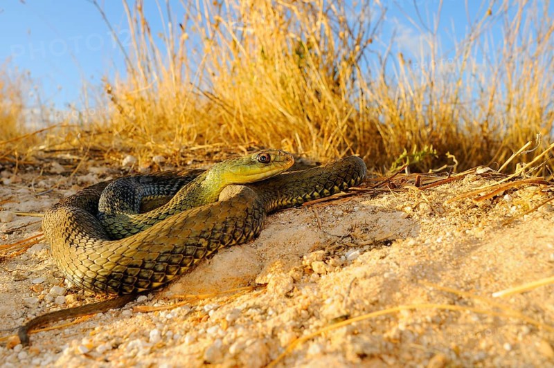 European lizard snake