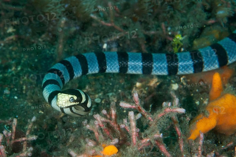 Adder flat-tail