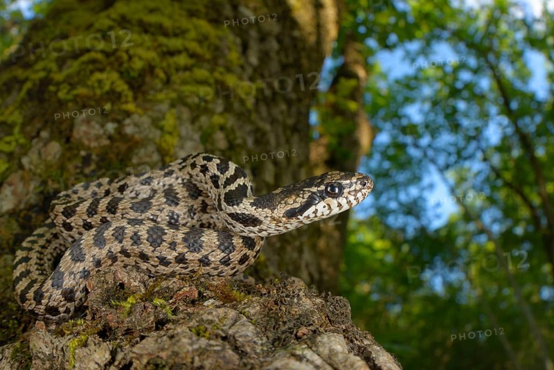 Four-lined Snake