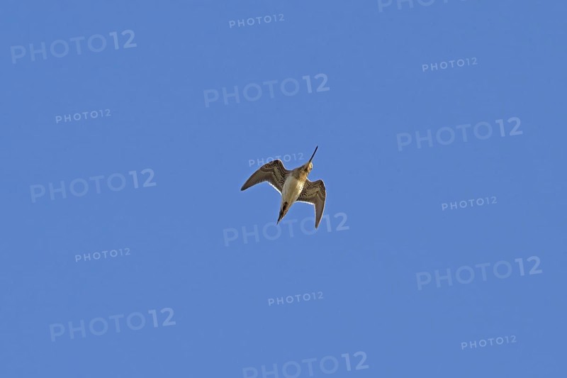 Common Snipe