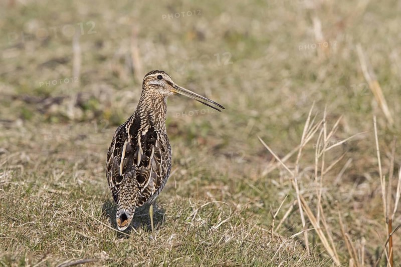 Common Snipe