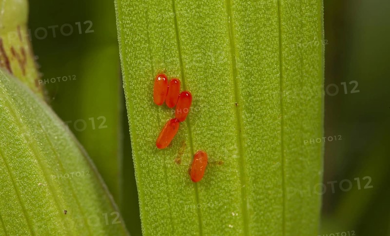Scarlet lily beetle