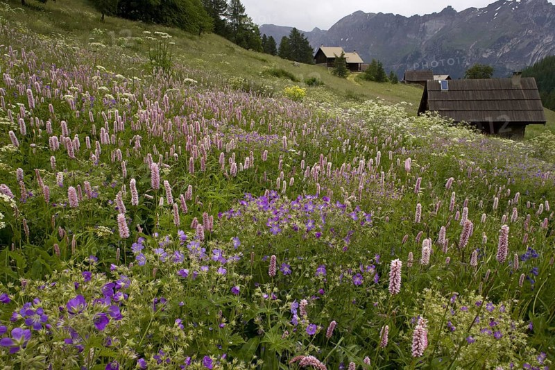 Species-rich alpine meadow