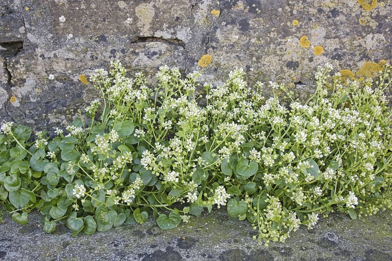 Scurvy-grass