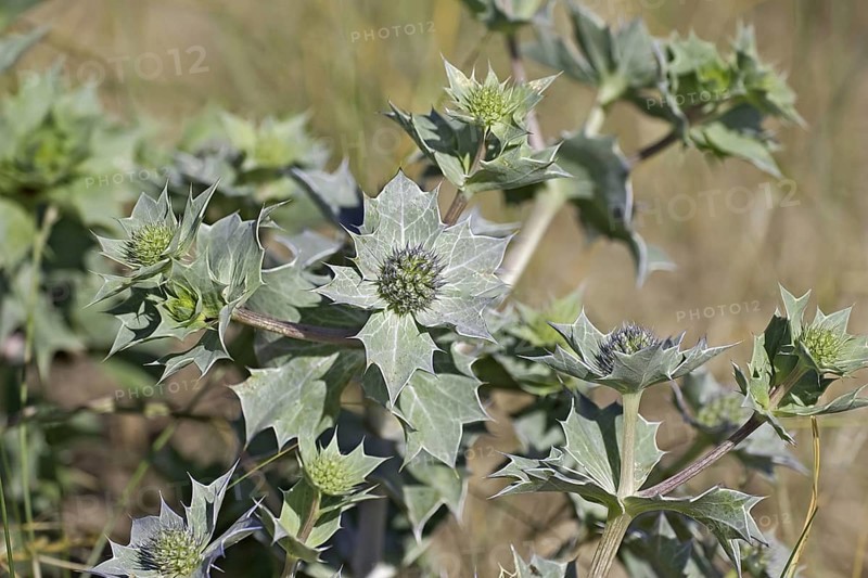 Sea holly leaves