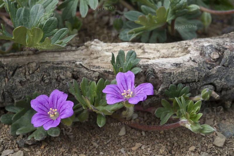 Flowering Magellan geranium