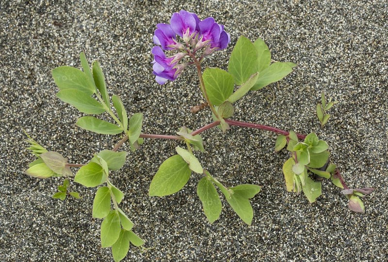 Sea pea