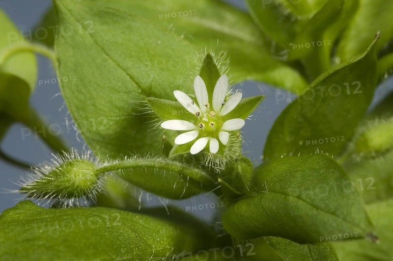 Chickweed
