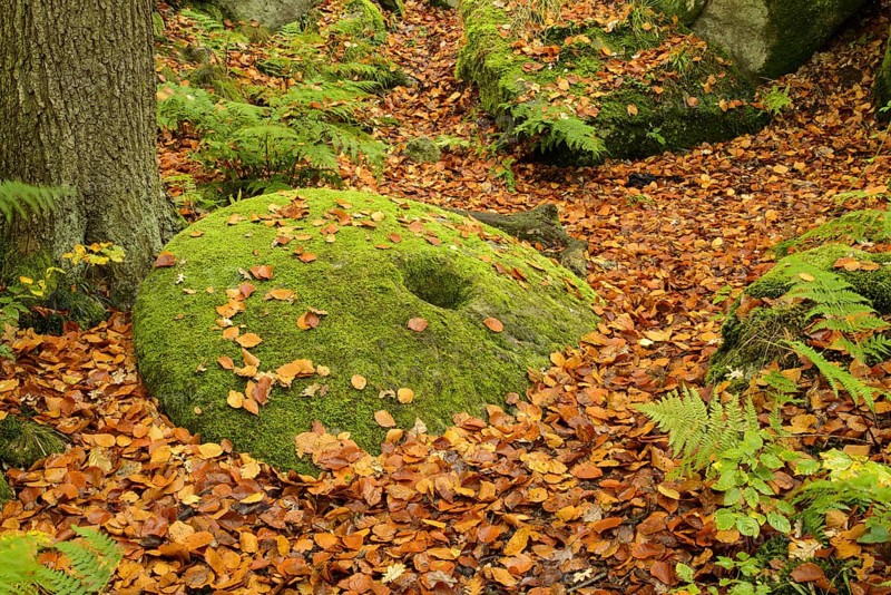 Common Beech