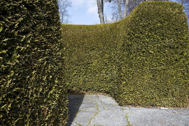 Leyland Cypress