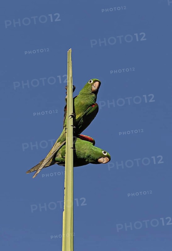Adult pair of Spanish parakeets