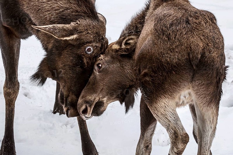 Moose
