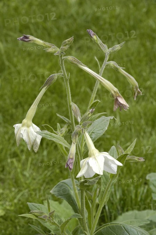 Long flowered tobacco