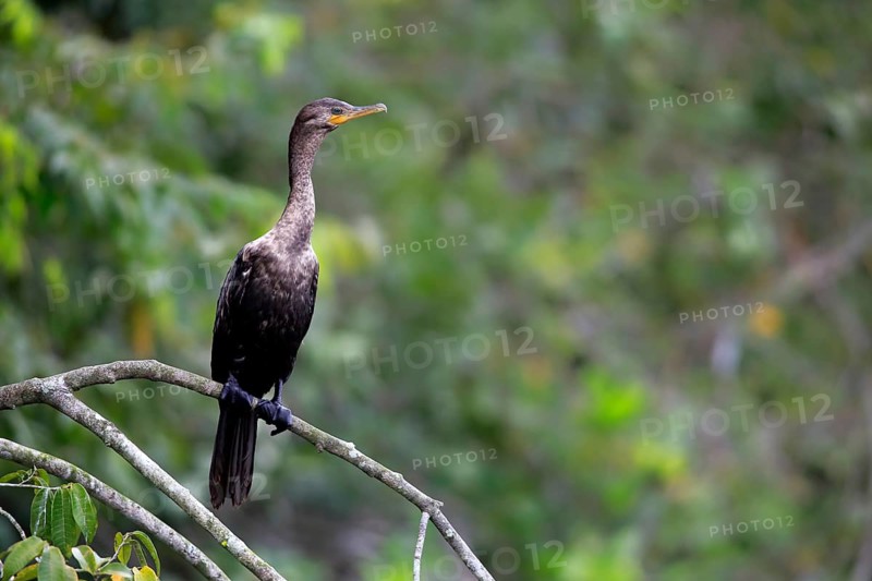 Neotropic cormorant