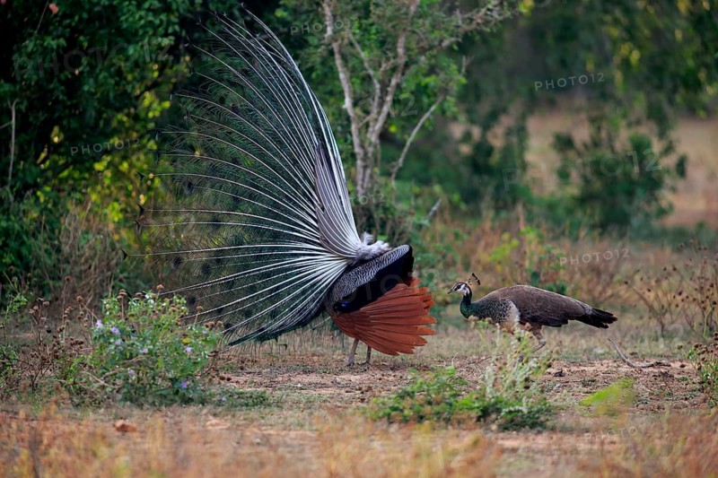 Indian peafowl
