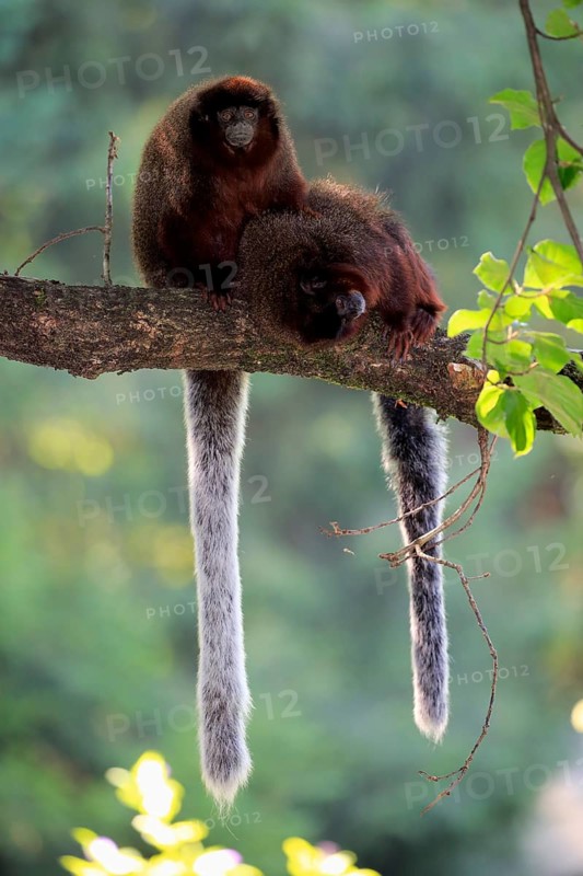 Coppery titi