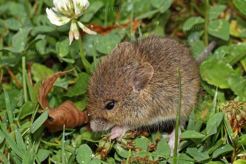 Wood mouse