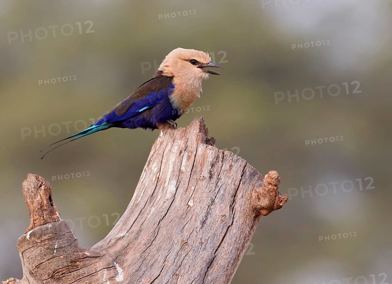 Blue-bellied roller