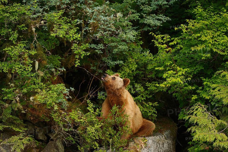 Adult grizzly bear