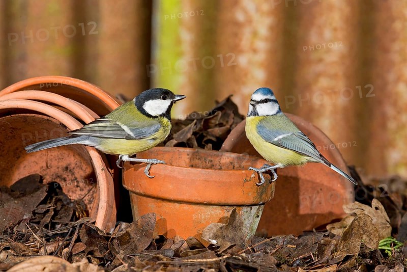 Great Tit