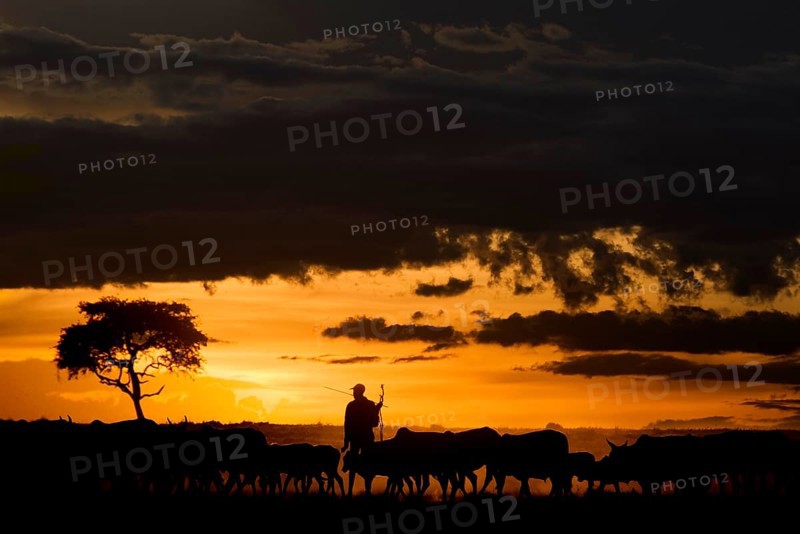 Domestic cattle