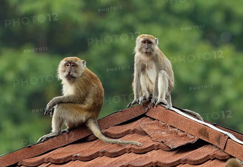 Crab-eating macaques